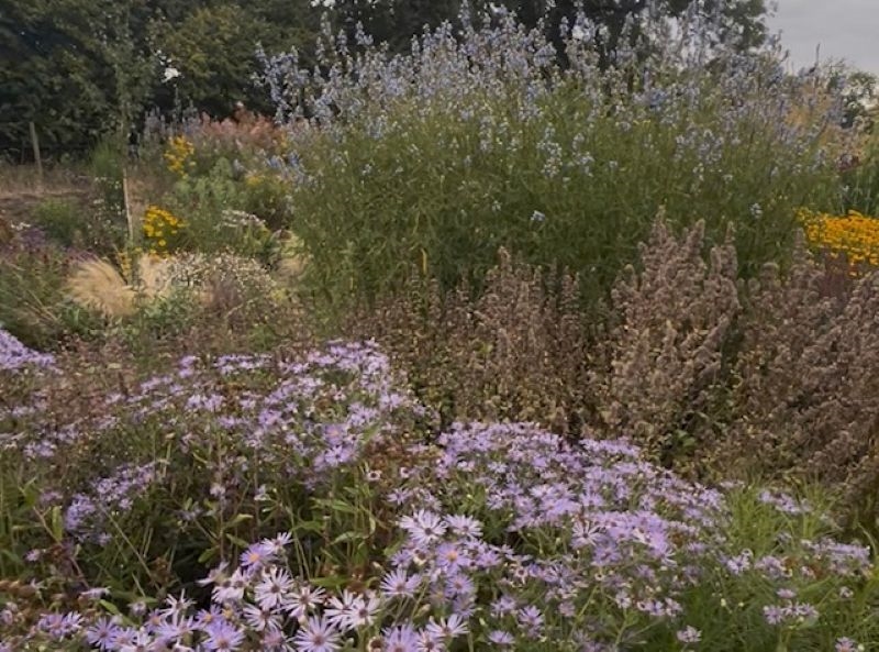 The Blooming Wild Plant Nursery